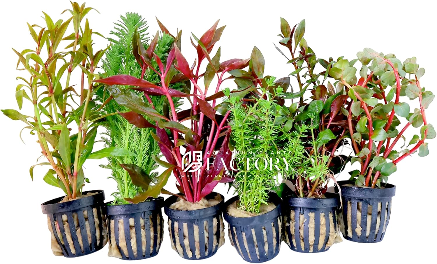 Aquarium Plants Packages (Grower's Choice) by Aquarium Plants Factory