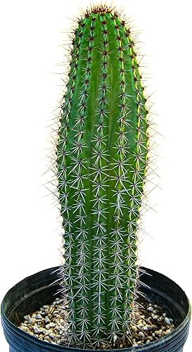 Miniatura 3 de Cactus Outlet - Plantas de cactus vivas, plantas vivas para uso en interiores y exteriores, cactus vivos, tubo de órganos de 12 a 18 pulgadas,