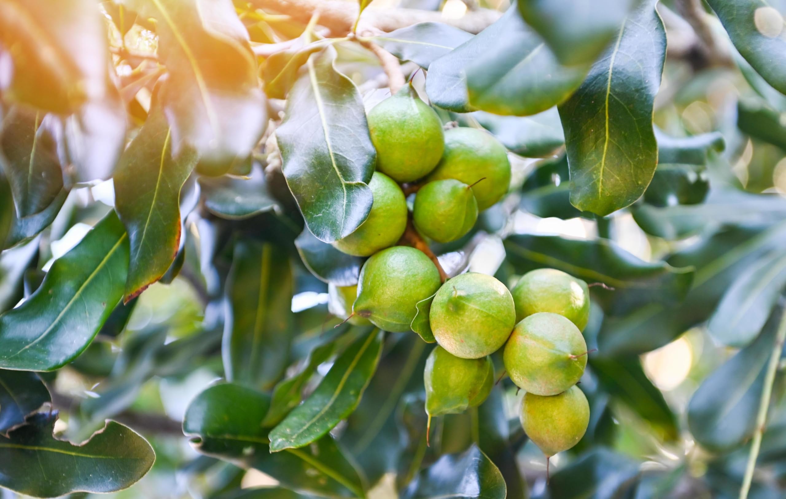 Macadamia plant live grafted || Macadamia integrifolia plant live || Pack of 1 live plant 2