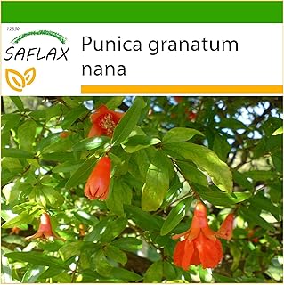 SAFLAX - Dwarf Pomegranate - 50 Seeds - with Soil - Punica granatum Nana