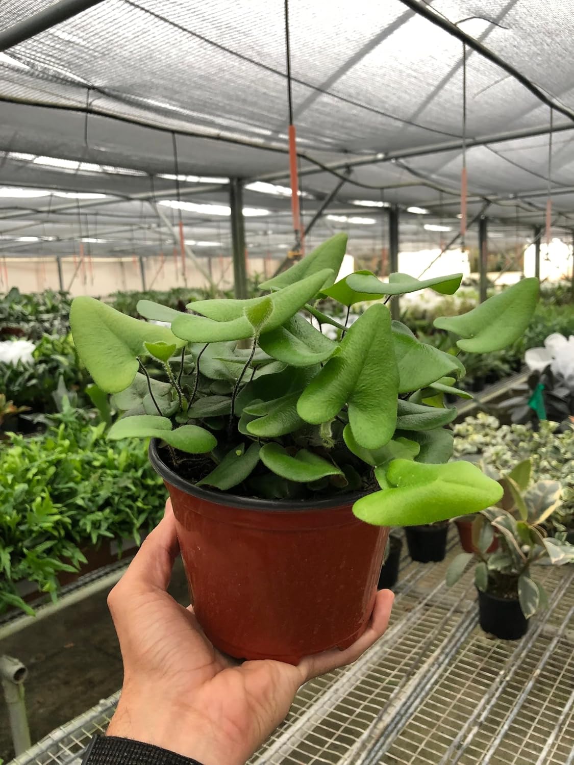 9 Pack Fern 'Heart' in 4in Pot - Live Plants Tropical Houseplants | Variegated | USA Growers | The Snobby Leaf