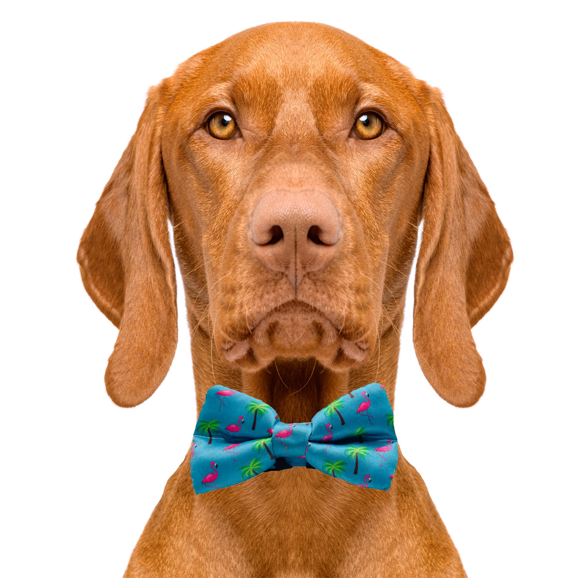 Cutie Ties Dog Bow Tie Flamingos-2" x 4" Premium Quality Bow Ties for Dogs-Fancy Dog Tie with Slip Over Elastic Bands-Cute Dog Tie Fits Most Collars-Dog Tie for All Breeds (Flamingos)