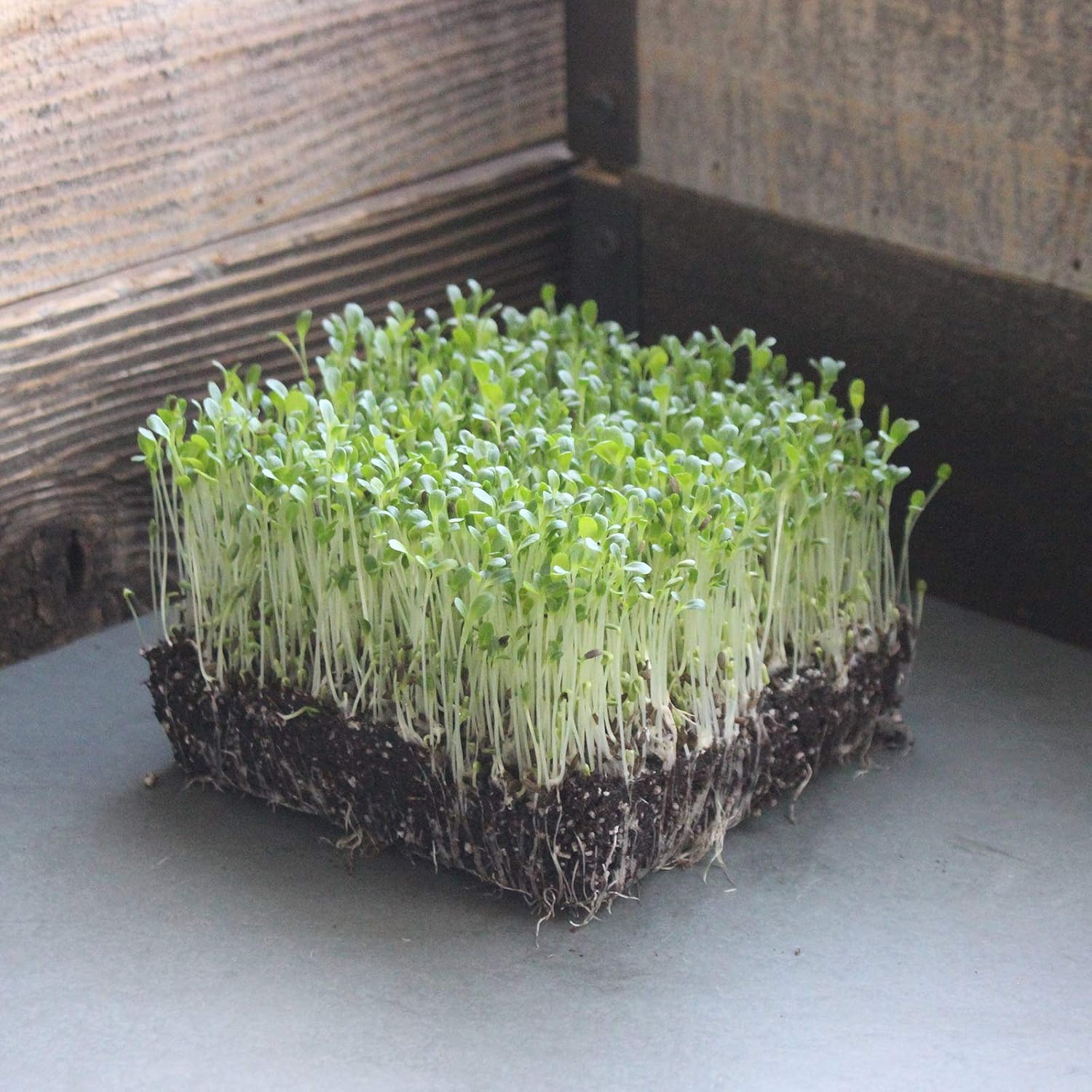 Waldmanns Green Lettuce Seeds: 5 Lb - Bulk, Non-GMO Vegetable Garden & Microgreens Seeds - Micro/Baby Salad Greens