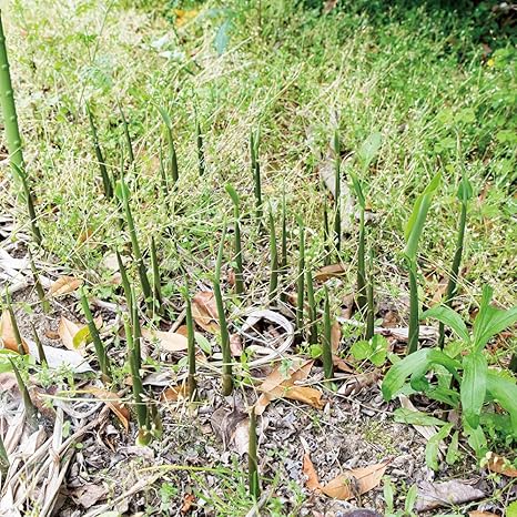 Amazon Co Jp 天然山菜 ミョウガ 苗 西根の森 天然山菜の苗 ミョウガのポット苗 みょうが 茗荷 山菜 苗木 栽培 ガイド付き 6本 Diy 工具 ガーデン Amazon Co Jp 天然山菜 ミョウガ 苗 西根の森 天然山菜の苗 ミョウガのポット苗 みょうが 茗荷 山菜 苗木 栽培 ガイド付き 6本 Diy 工具 ガーデン