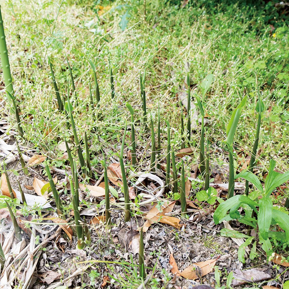 Amazon.co.jp: 【天然山菜 ミョウガ 苗】西根の森 天然山菜の苗