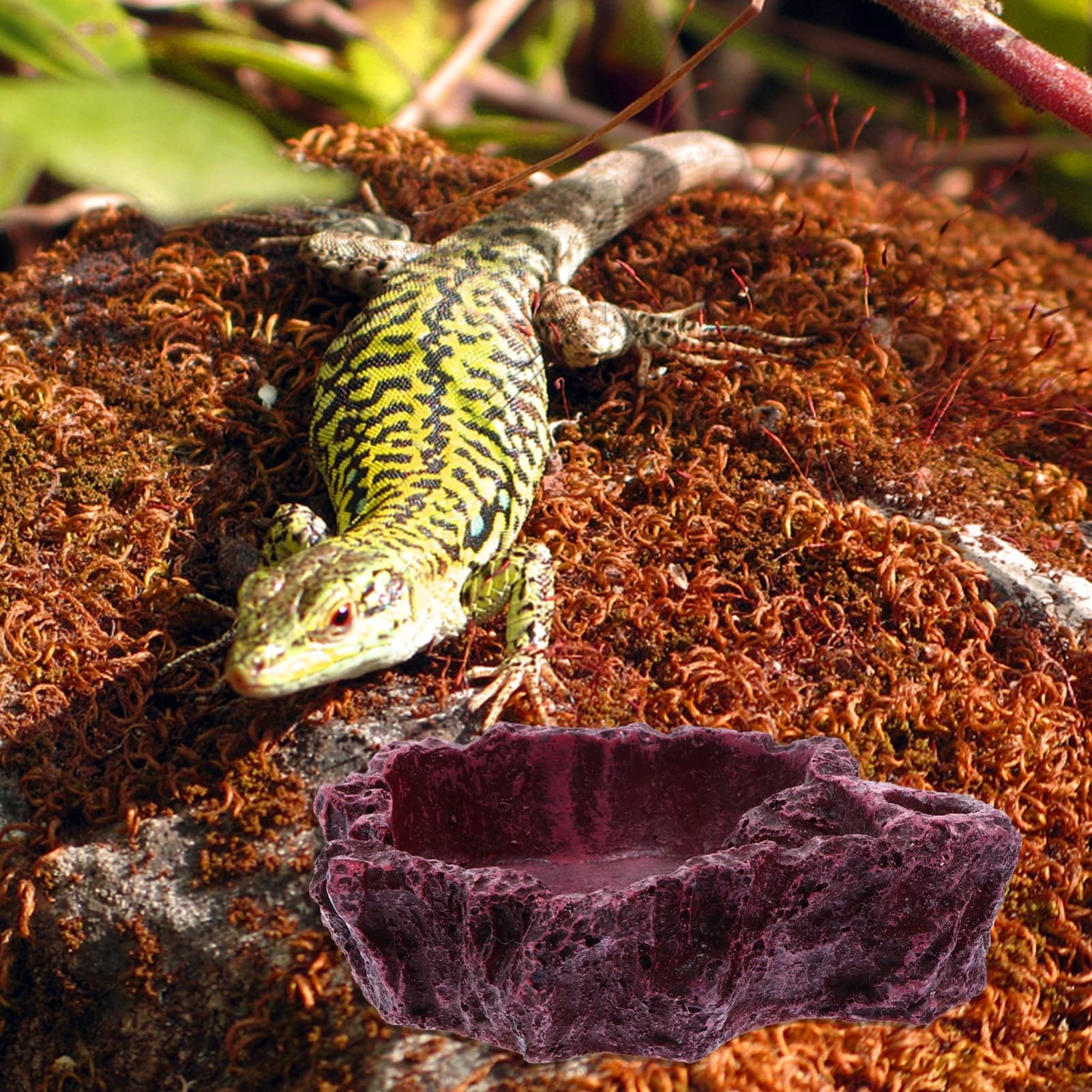 Cuenco de agua para reptiles Cuenco de alimentación for reptiles, 4 piezas, cuenco de agua for reptiles, cuenco de alimentación for reptiles, comedero for reptiles, taza de agua for lagartos, cuenco d
