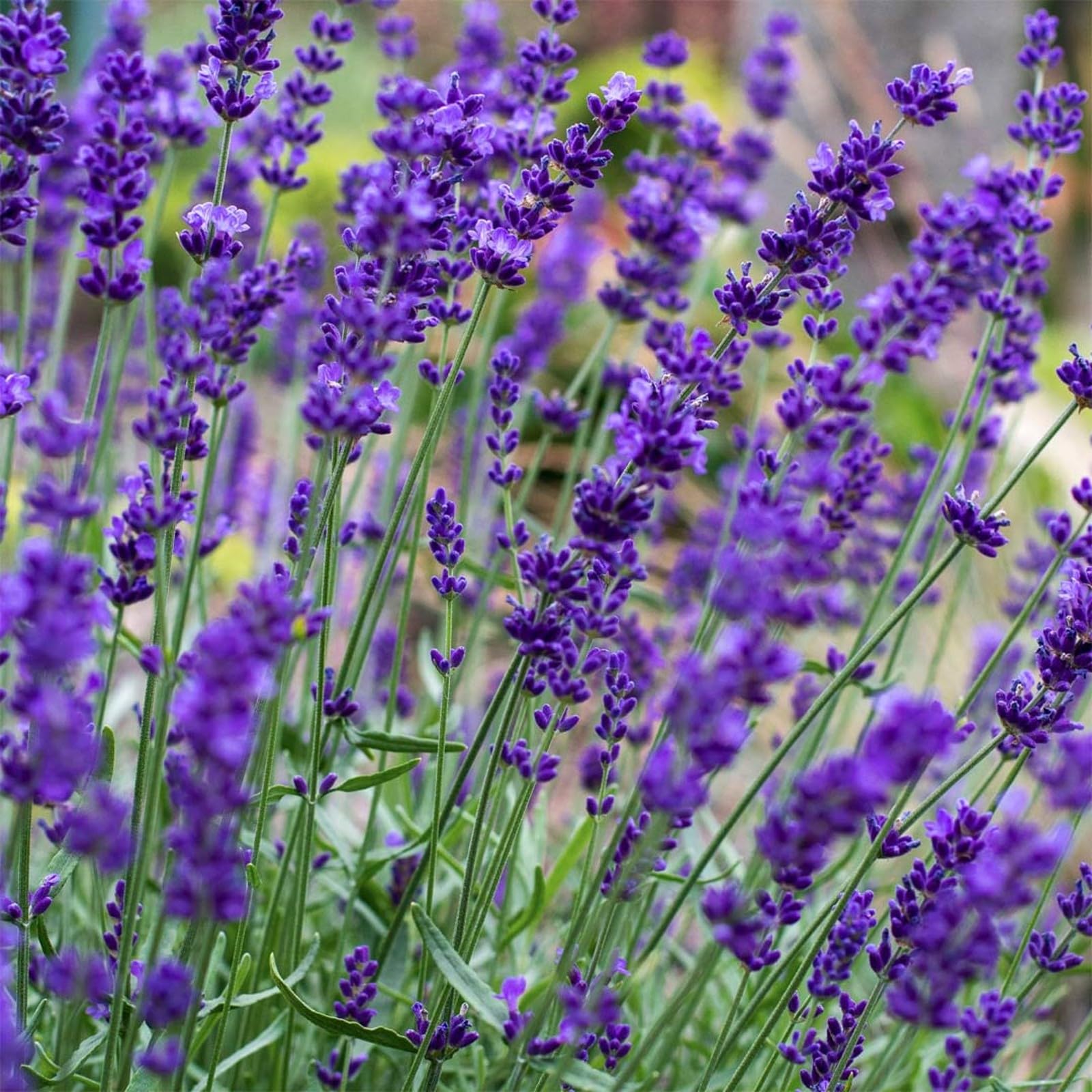 Carbeth Plants 3 x Lavender Hidcote Herb Plant for Kitchen & Garden