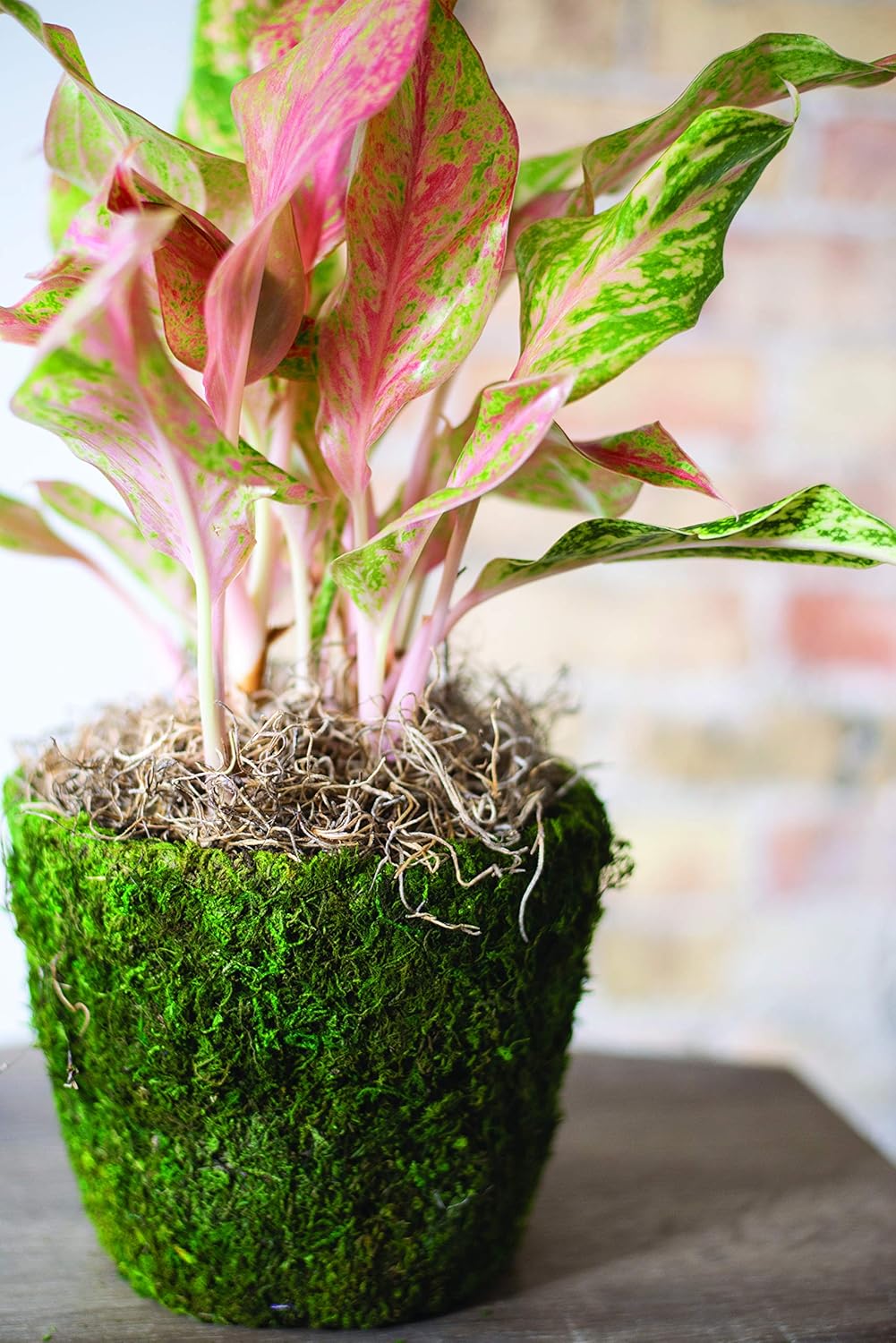 Bella Moss 122712070 Agatha Moss Planter, Green