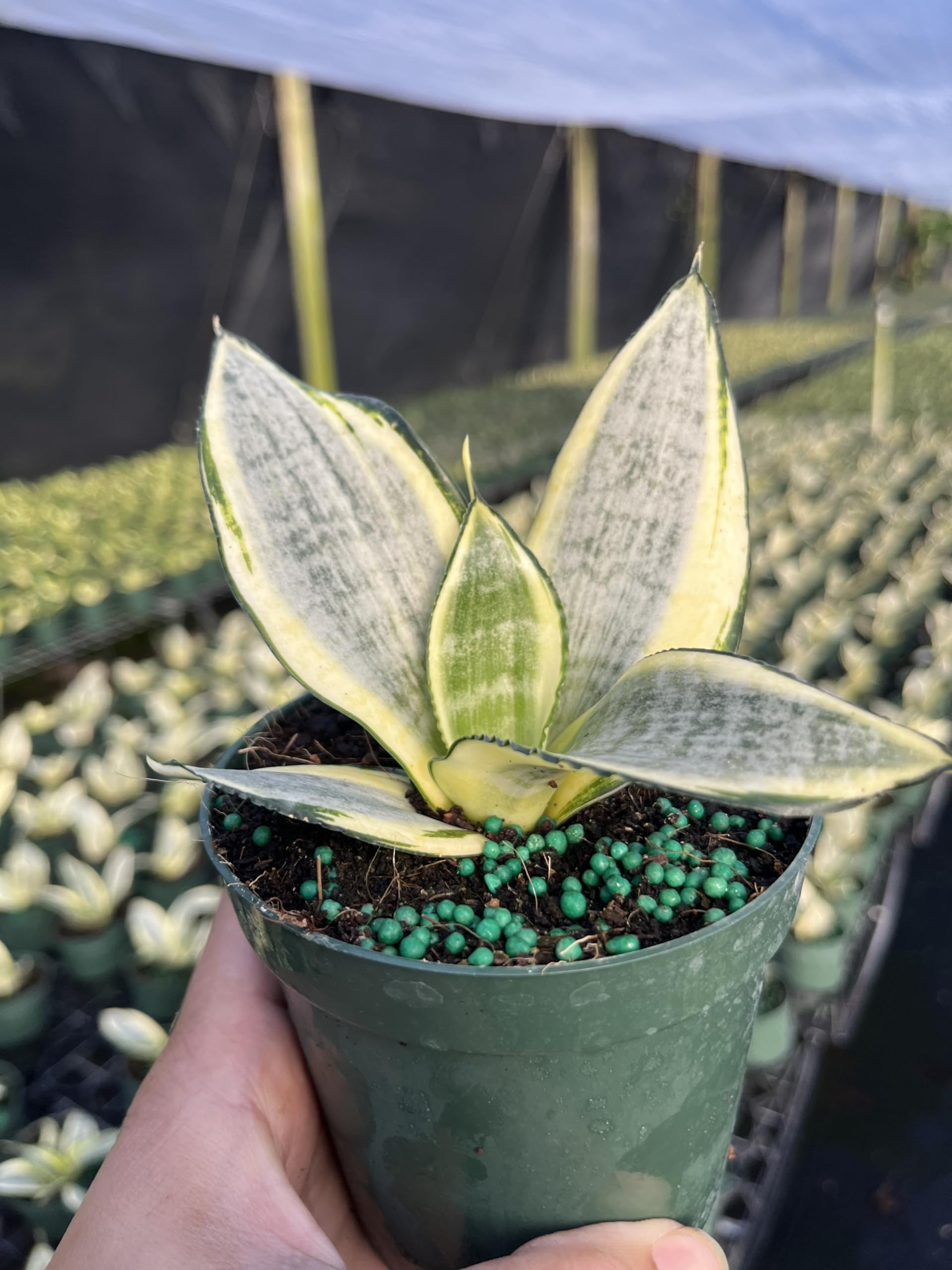 Amazon.com : Sansevieria Golden Hahnii - Compact Snake Plant with