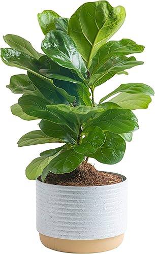 Costa Farms Live Indoor Ficus Lyrata, Maceta de cultivo