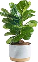 Costa Farms Little Fiddle Leaf Fig, Live Indoor Ficus Lyrata Plant in Indoors Garden Plant Pot, Houseplant in Potting Soil, Housewarming, Birthday Gift, Office, Home, and Room Decor, 1 Foot Tall
