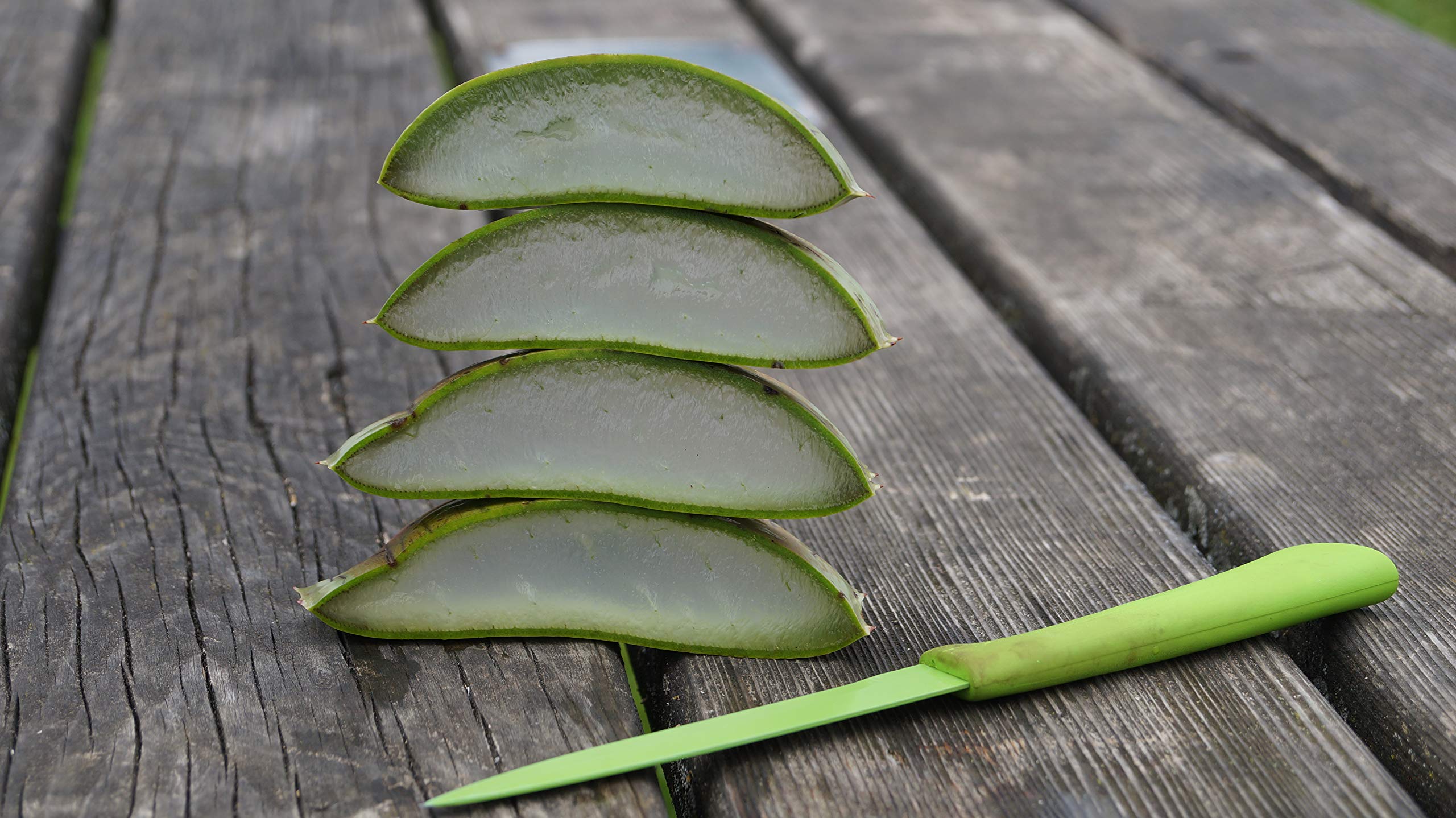 3 x Beste Bio Aloe Vera Barbadensis Bltter, Health for All : Amazon.de:  Drogerie & Krperpflege