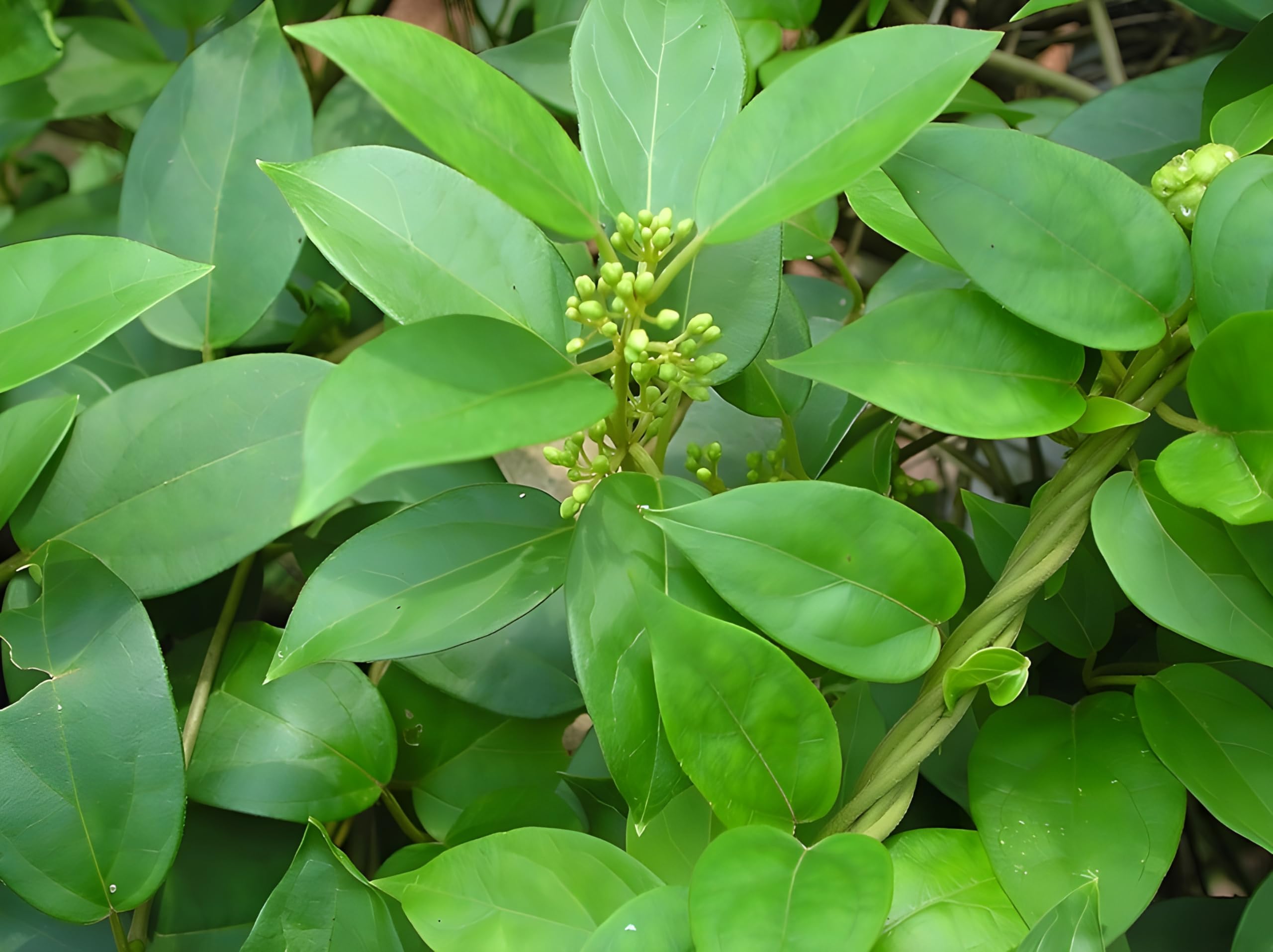 Live Gurmar Plant – Natural Sugar Control Herb for Indoor & Outdoor Gardening_1 Live Plant