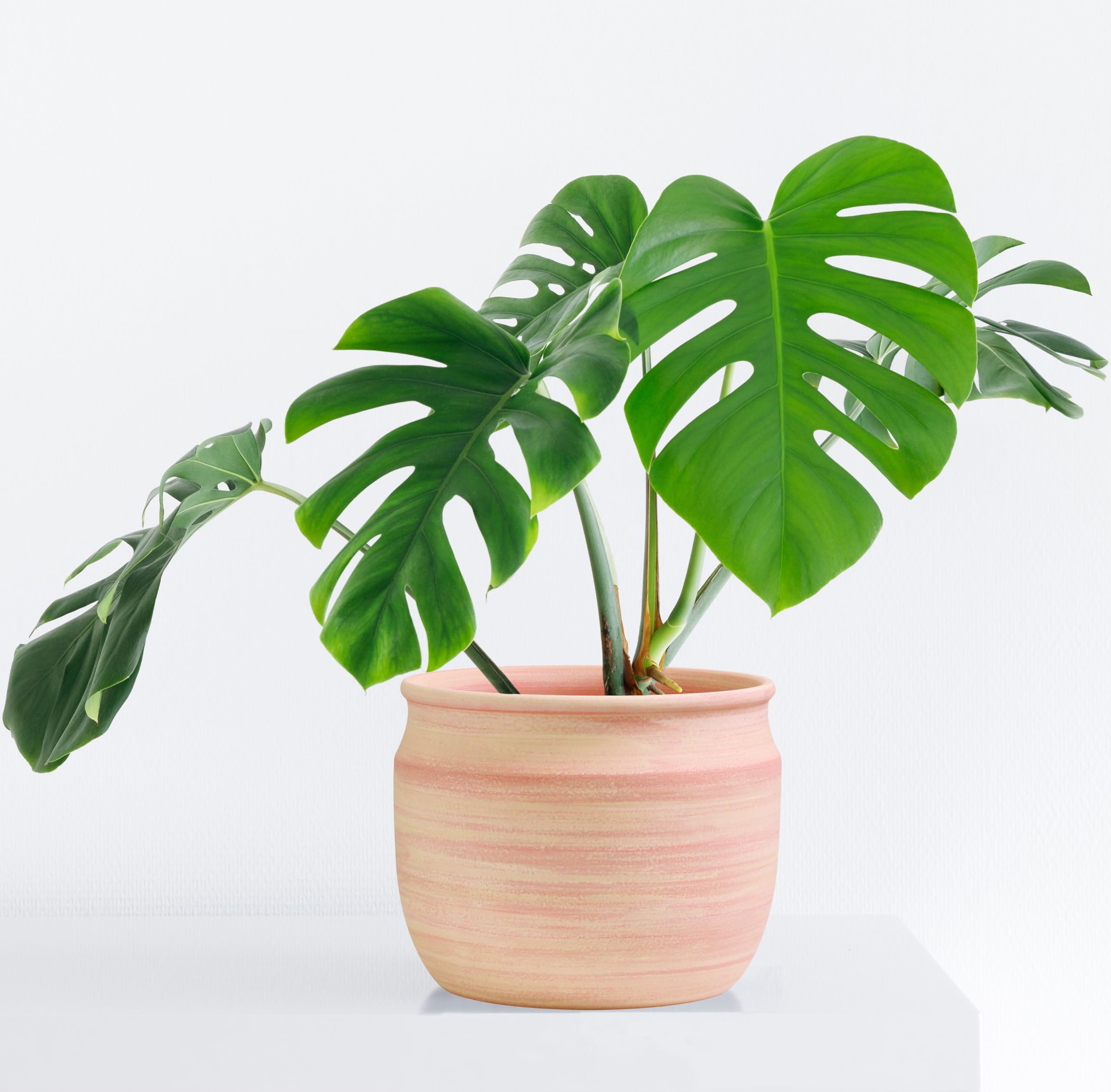 Olly & Rose Maceta grande de terracota cepillada, maceta de cerámica de 23 cm, maceta para exteriores e interiores, para el hogar y el jardín