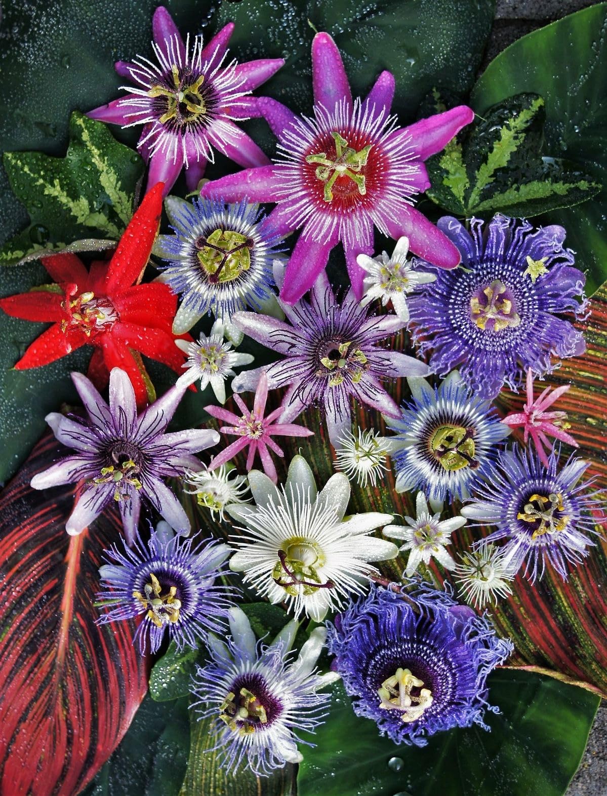 SVG® Passion Flower seeds | Rakhi bel For Your Home & Garden pack of 40 seeds (MULTICOLOR) (B0D53PCQRT) Amazon Price History, Amazon Price Tracker