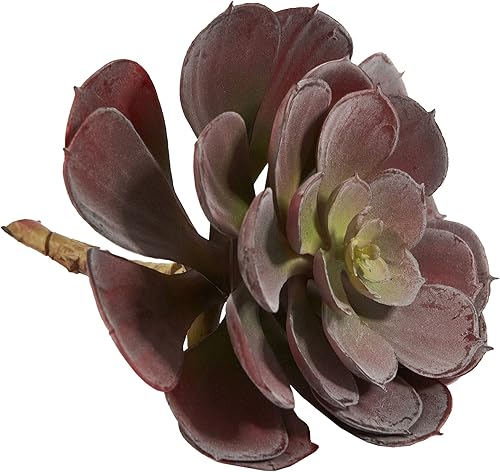 Miniatura 5 de Nearly Natural 6105-BG-S12 Echeveria Suculenta, 6 pulgadas, borgoña, juego de 12
