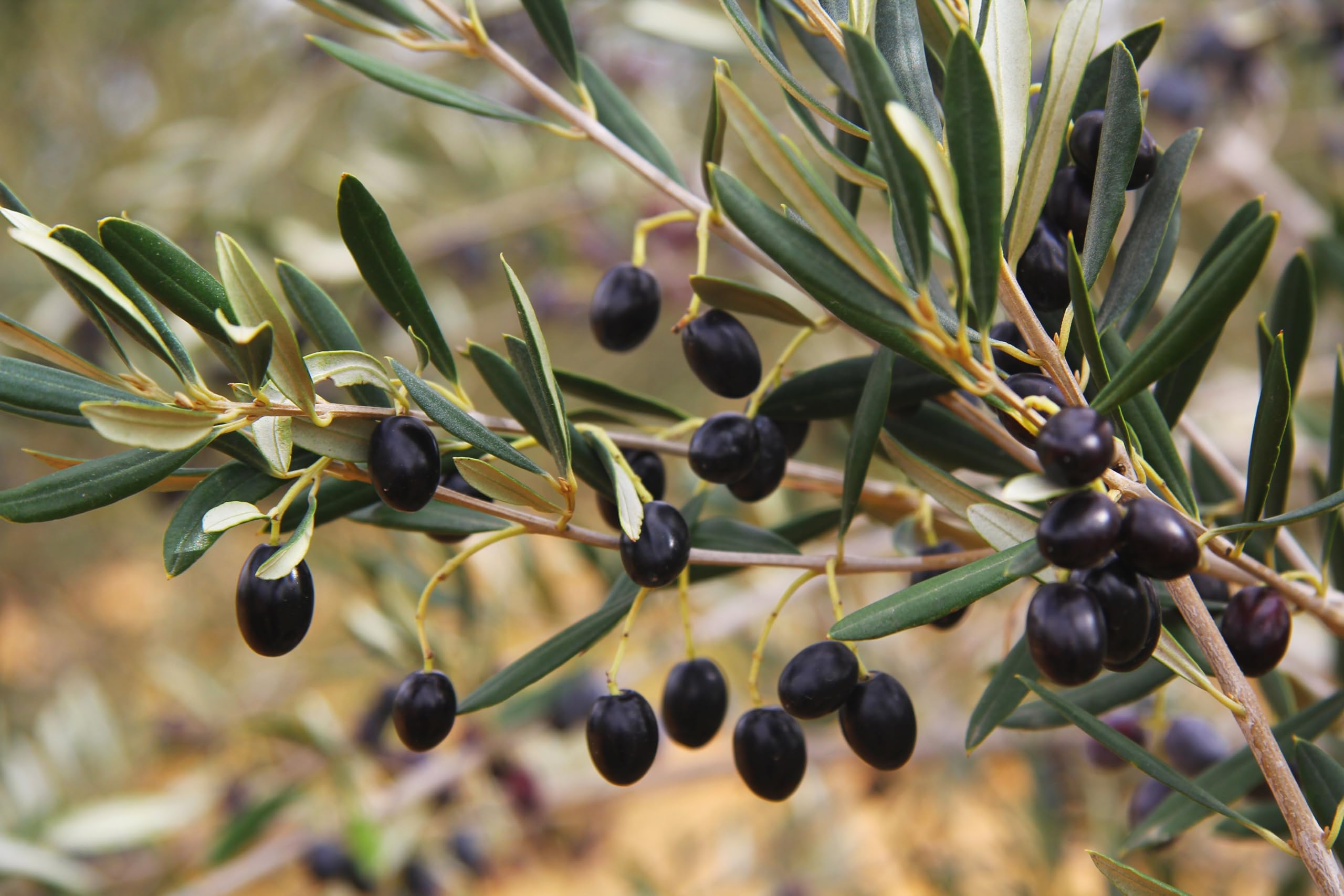 See full amazon price history chart for Arabic Olive Tree Live Plant (1 Healthy Live Plant) Arabic Olive Tree Live Plant (1 Healthy Live Plant) (B0C32H4QJZ) Amazon Price History, Amazon Price Tracker