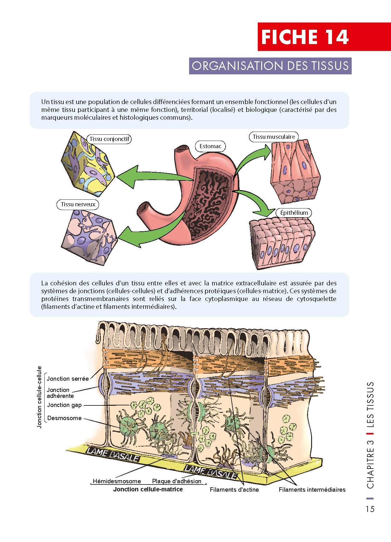 Mémo visuel de physiologie humaine - 3e éd.