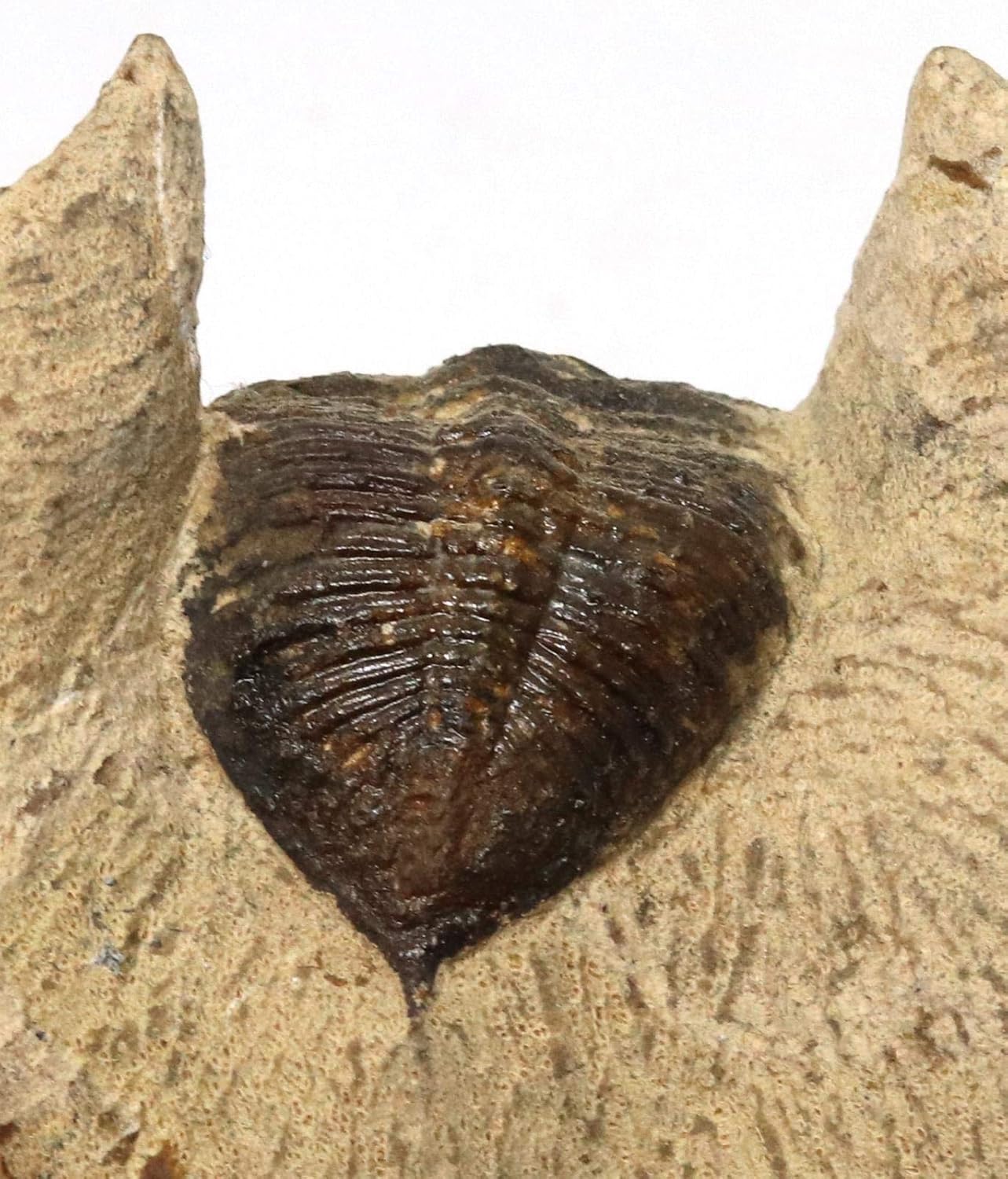 Odontochile Trilobite Fossil Morocco 400 Million Years Old #15205 9o