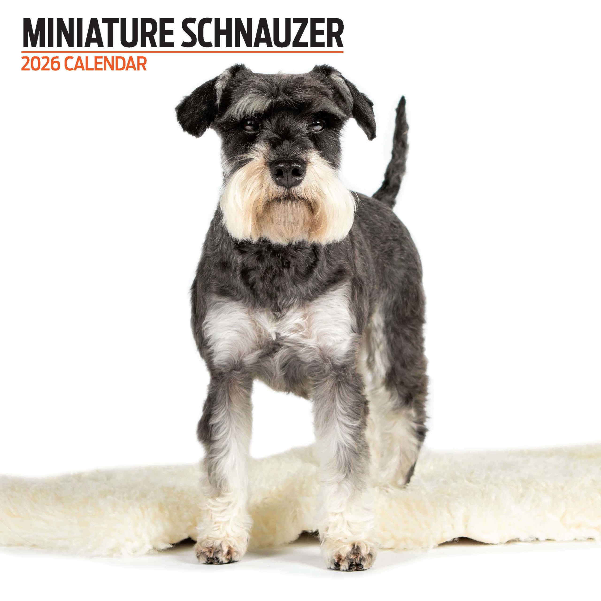 Miniature Schnauzer 2026 Modern Calendar
