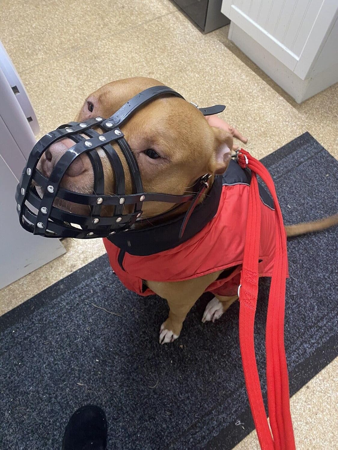 Biothane Dog Muzzle for XL American Bully, XL Bully and Other Dogs with Short snouts, Training & Behaviour. Strong, Waterproof Design. Handmade, Durable