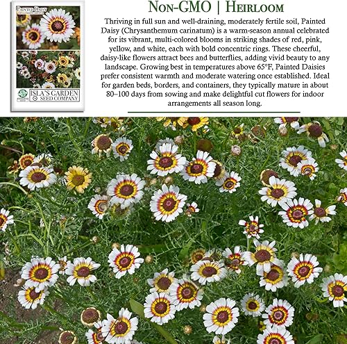 Miniatura 2 de Semillas de flores "Painted Daisy" para plantar, más de 500 semillas de flores por paquete, semillas de jardín de Isla (semillas de jardín de Isla),