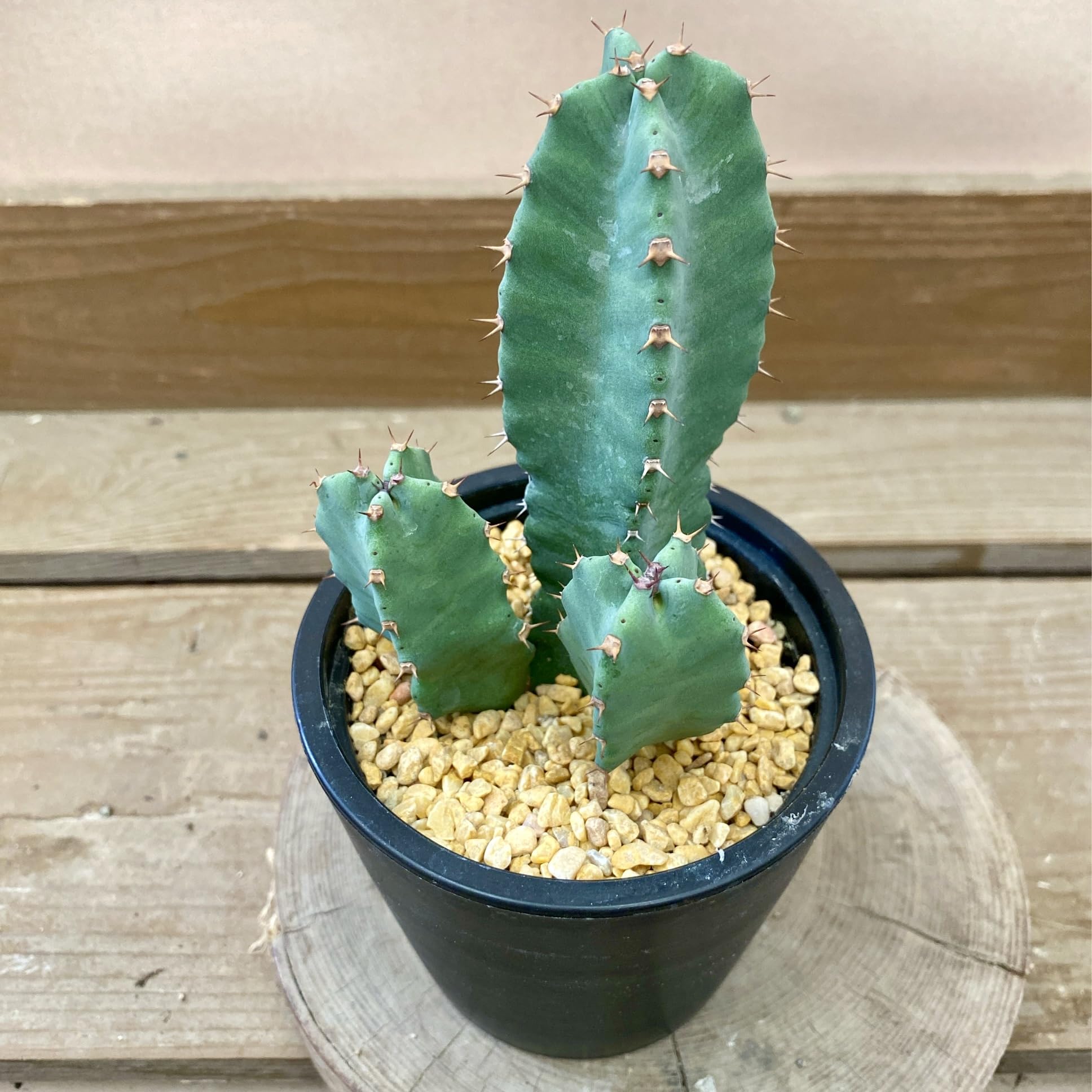 ユーフォルビア　レシニフェラ　鉢付き Amazon｜多肉植物 ユーフォルビア レシニフェラ（白角キリン）｜観葉