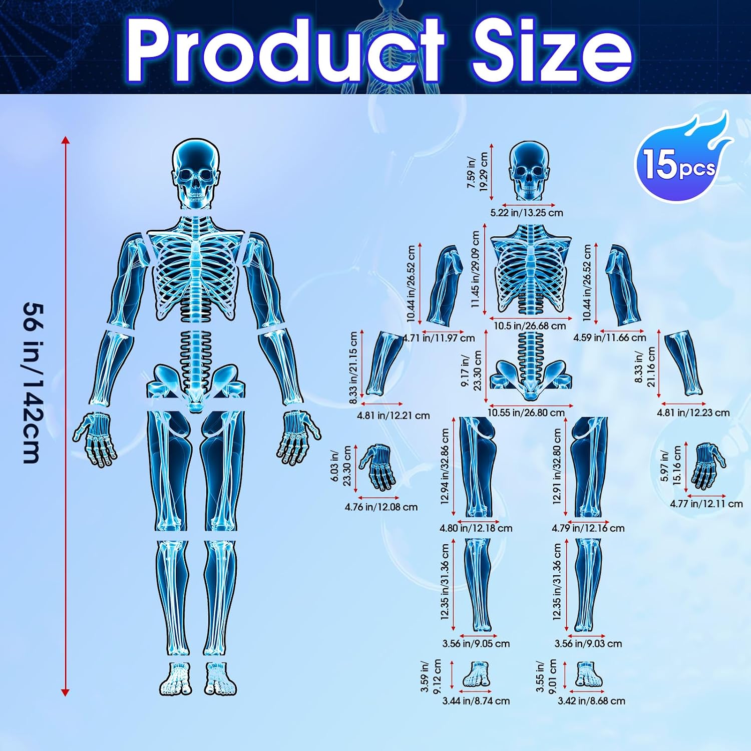15 Pcs Human Skeleton X-Ray Card Set, Full Body Bones Anatomy Cardstock Pieces for Science Classroom, Homeschool Activity, Learning Wall Decor, Halloween, Educational Display image 2