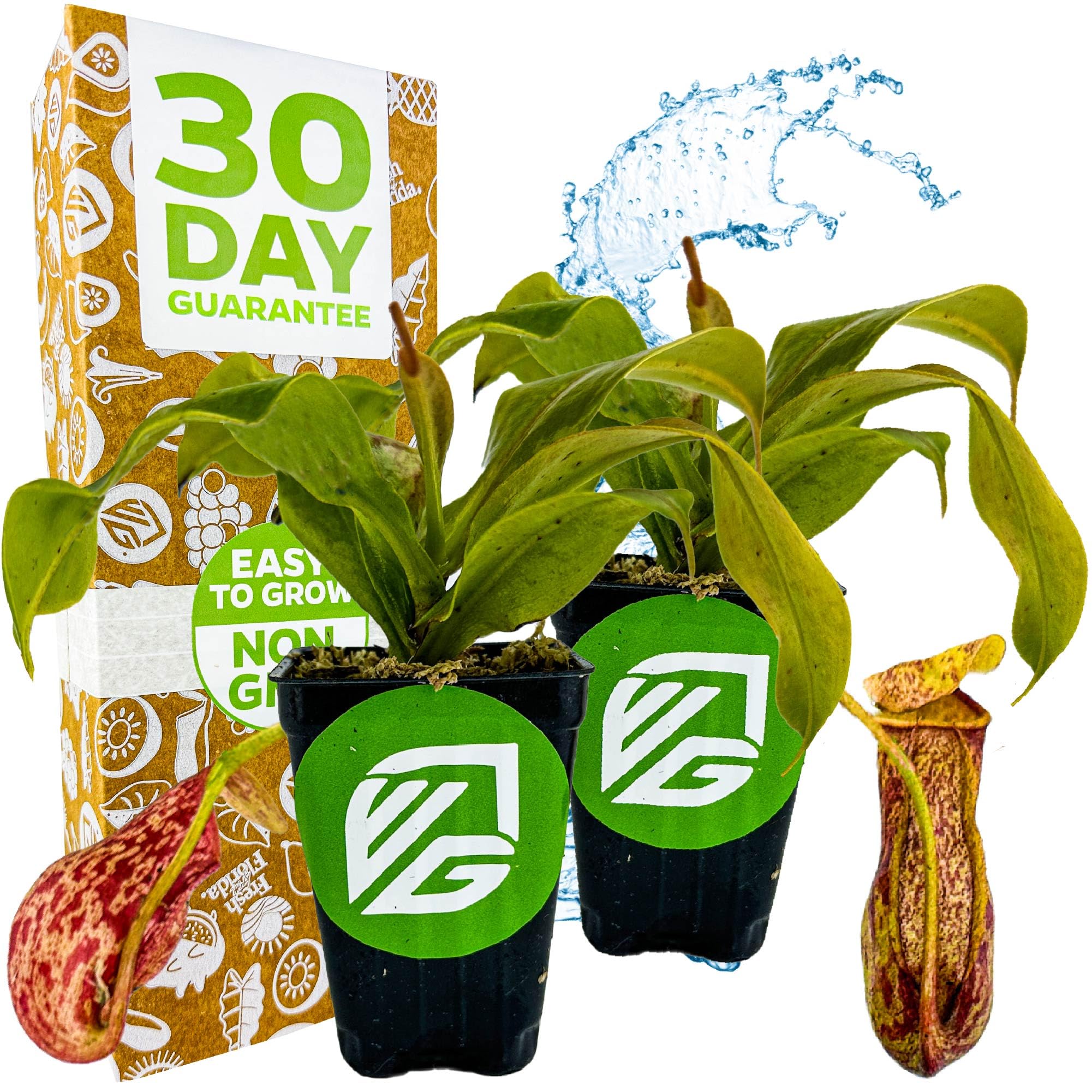 St. Gaya Pitcher Plant
