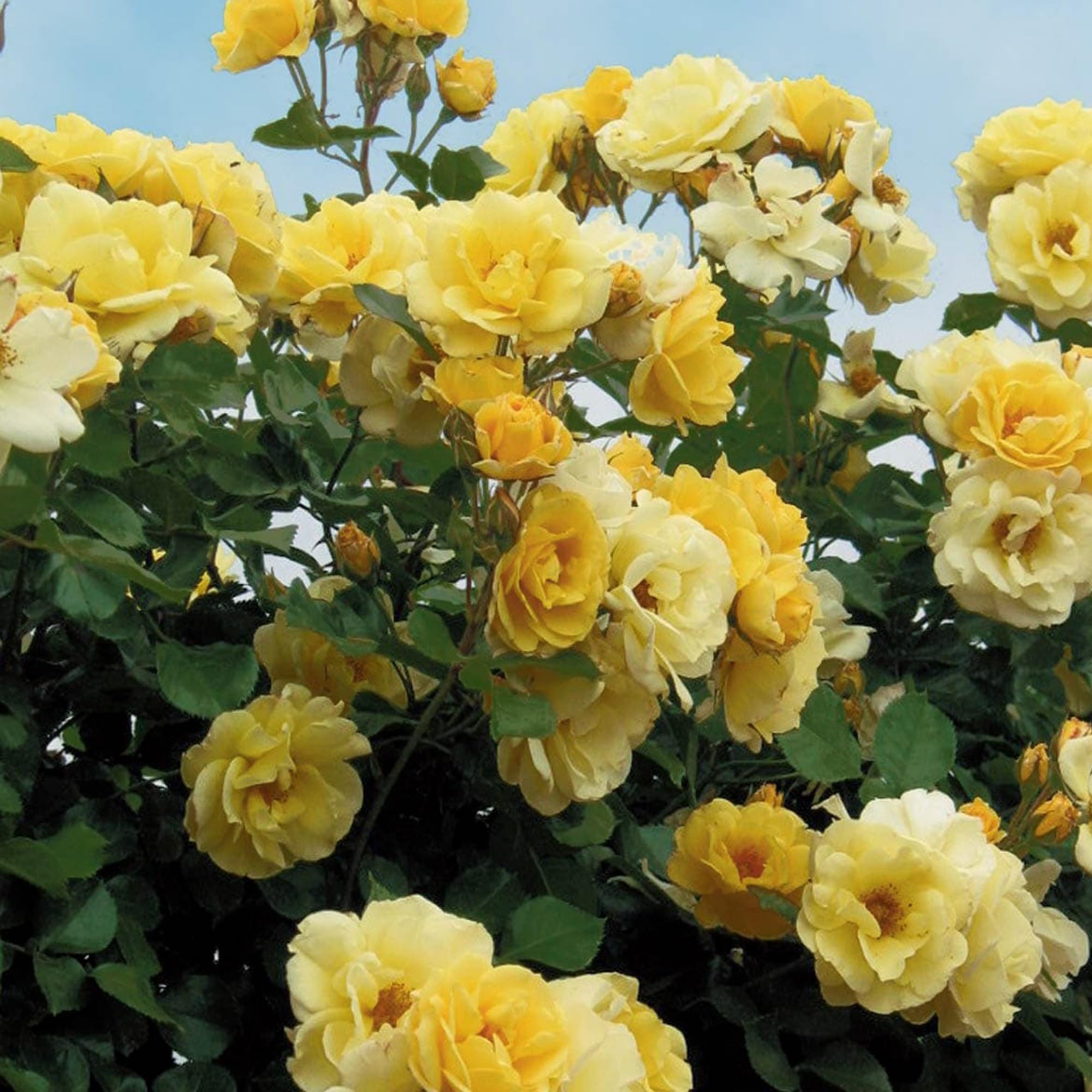 Generic Climbing Yellow Rose Live Flower Plant (B0CVXFB9XL) Amazon Price History, Amazon Price Tracker