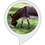  Tiergeräusche: Esel