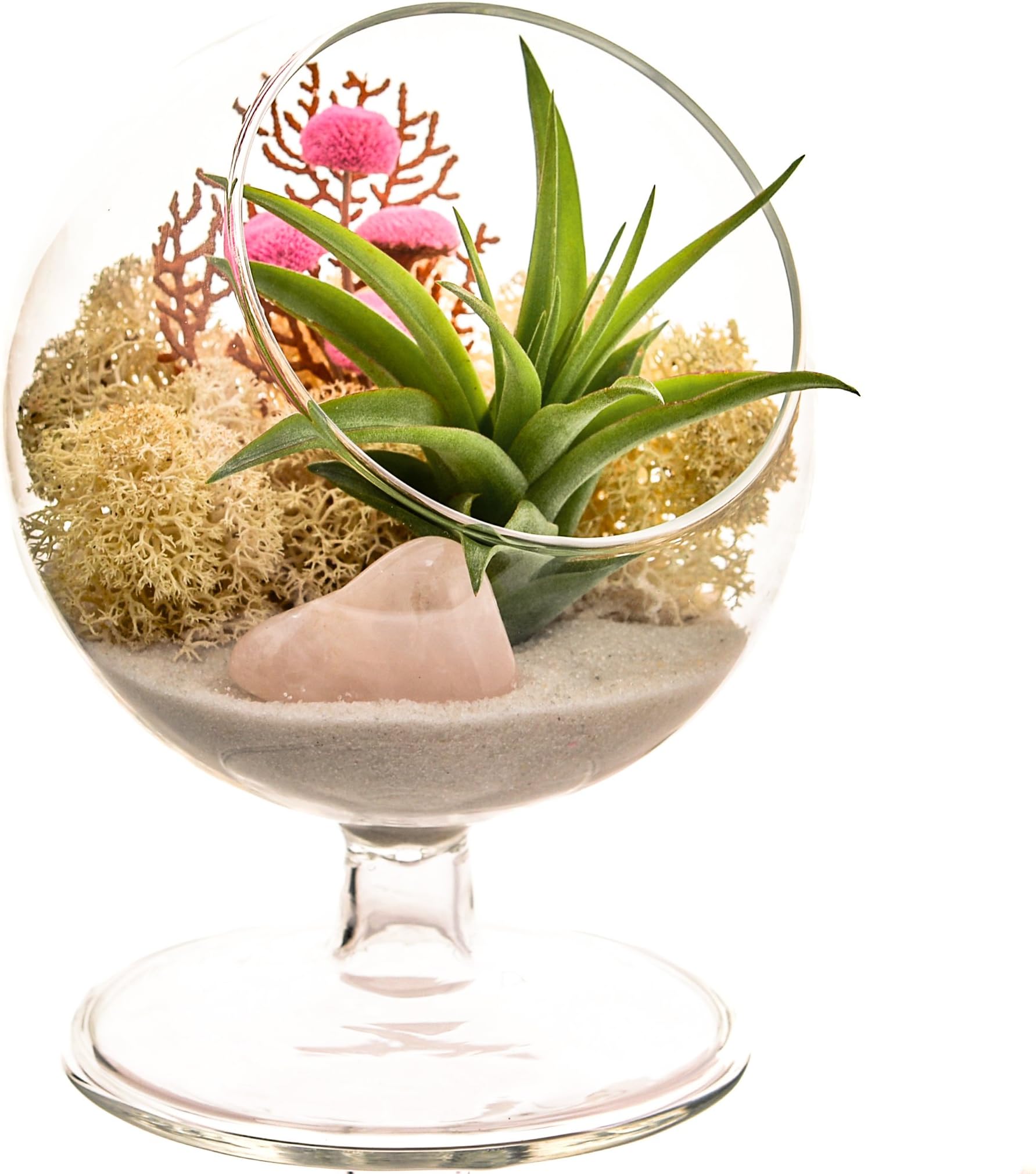 Bliss Gardens Air Plant Terrarium Kit - 4" Round Glass - Pretty Pink Countryside Pedestal