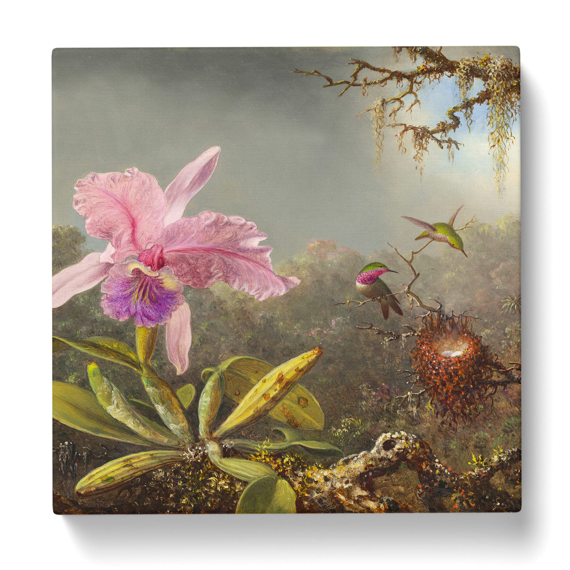 Cattleya Orchid And Hummingbirds by Martin Johnson heade Canvas Print, Mixed, 35L x 35W cm - Image 3