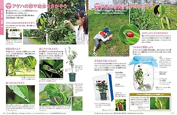 DVD付 新版 昆虫 (小学館の図鑑 NEO) : 小池 啓一, 小野 展嗣, 町田