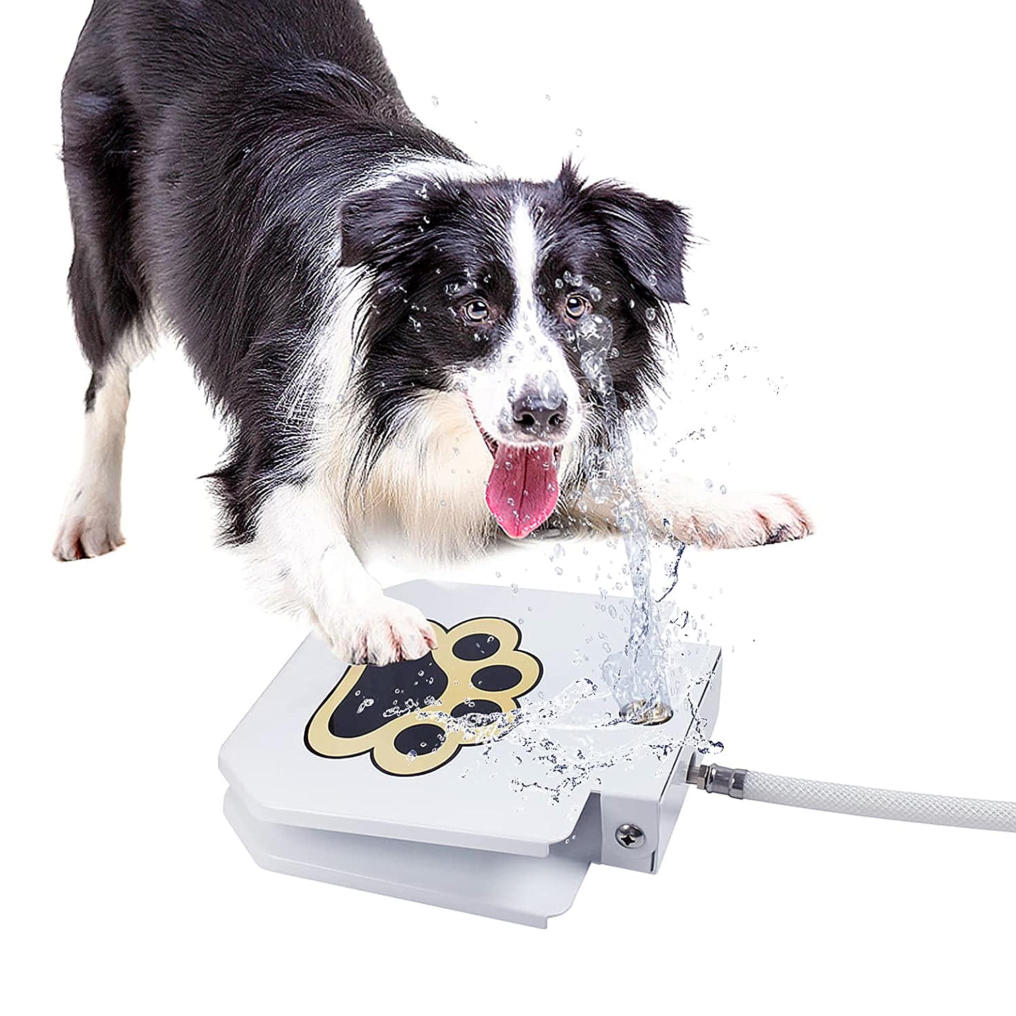 What Can You Put In Dogs Water To Make Them Drink