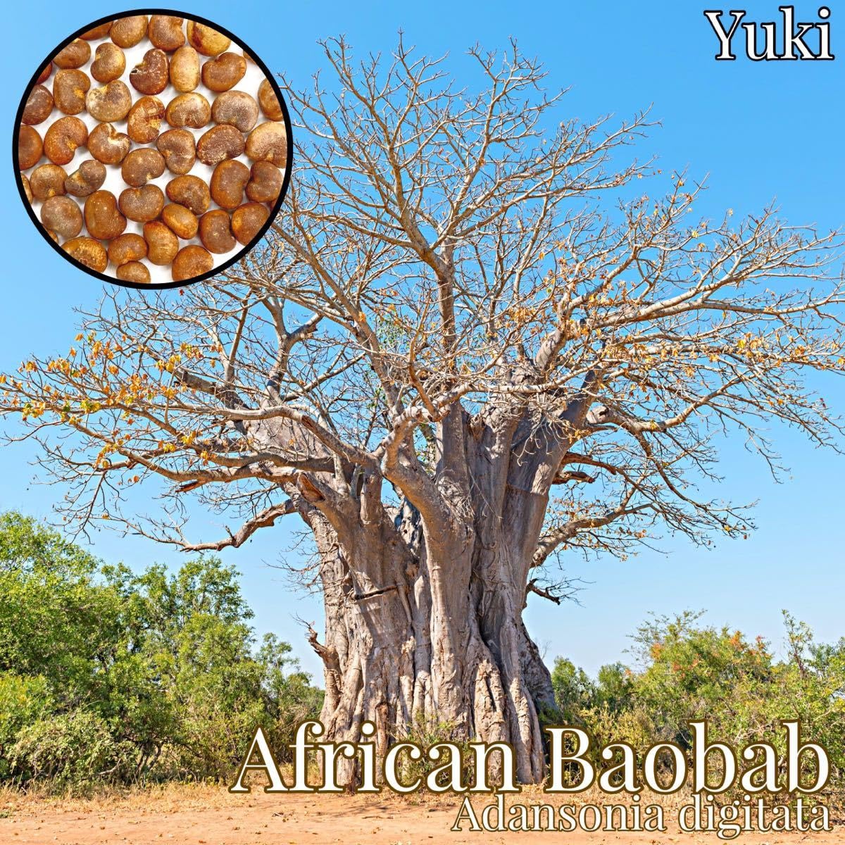 Amazon.co.jp: アフリカンバオバブ 種子 20粒バオバブアダンソニア  