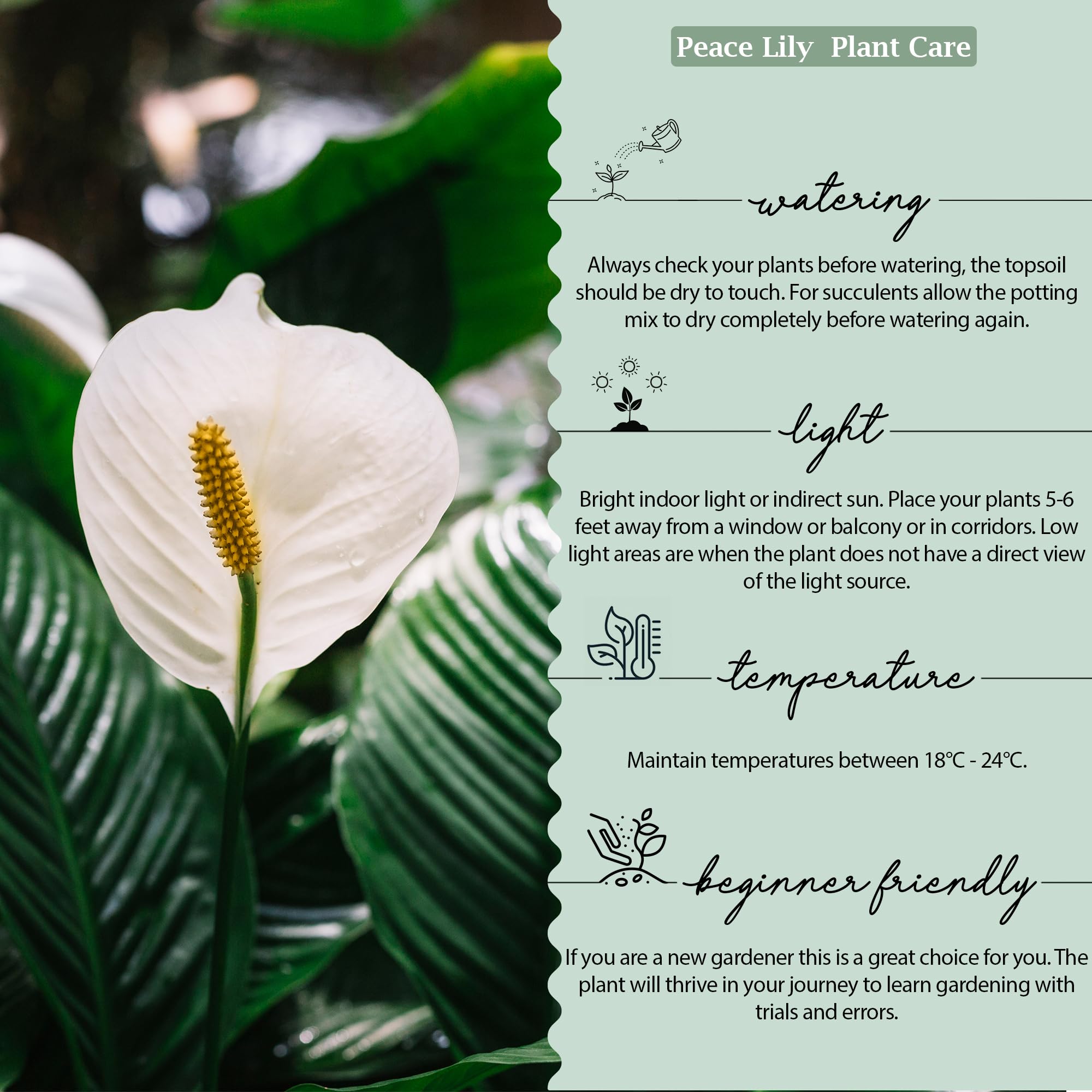UGALOO Oyster Indoor Plants for Living Room | Live Plants | Plants with White Pot for Home & office | Air purifier plants | Plants for Home Decor (Peace Lily_01) 1