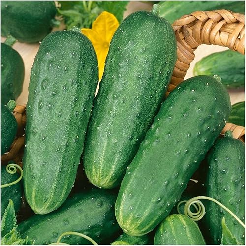 Miniatura 3 de Everwilde Farms - 50 encurtidos caseros orgánicos encurtidos encurtidos pepino - Paquete Gold Vault