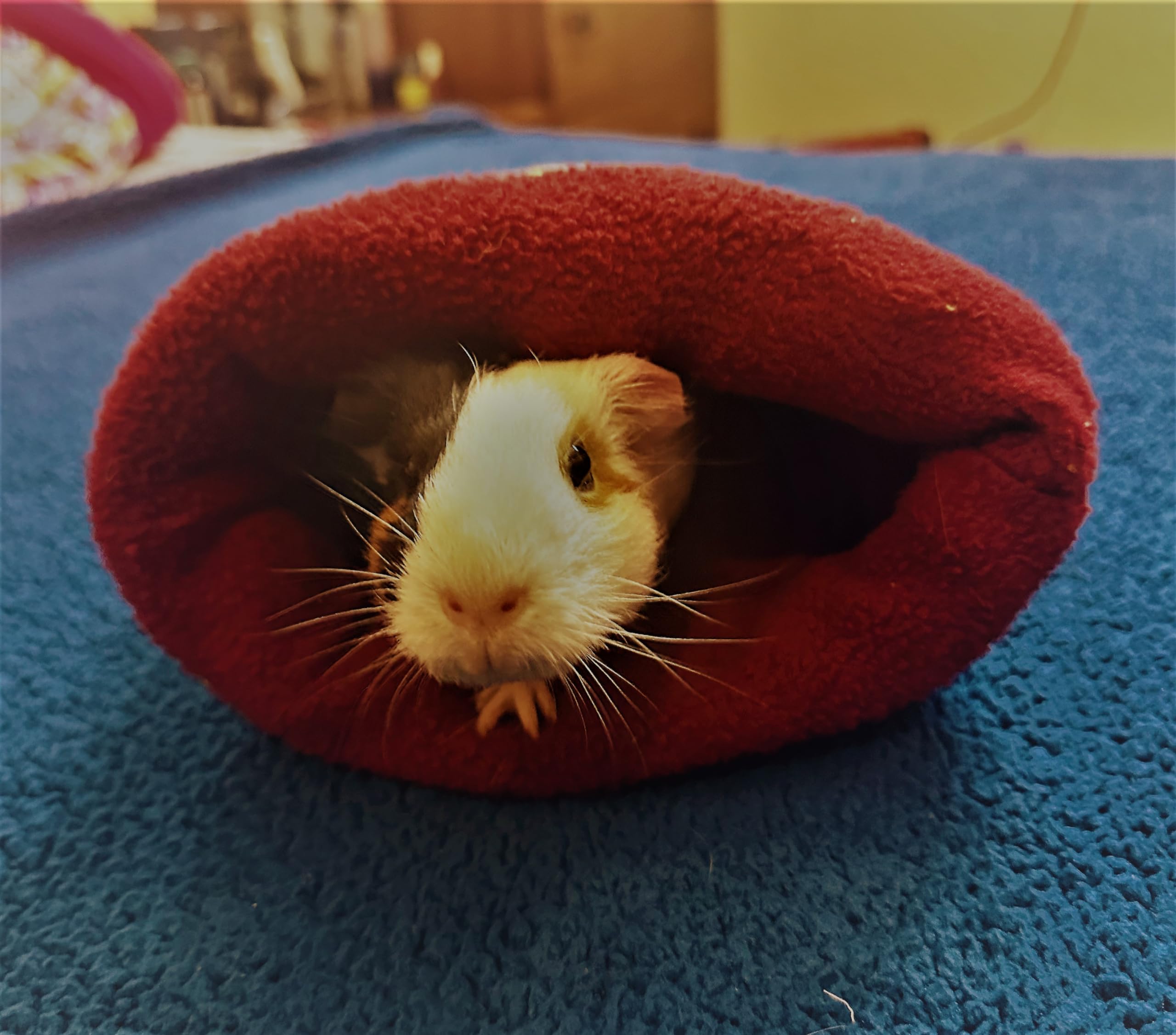 Jubbles Snuggle Sack for Small Exotic Pets Suitable for AC Rooms/Winters - 1 Unit