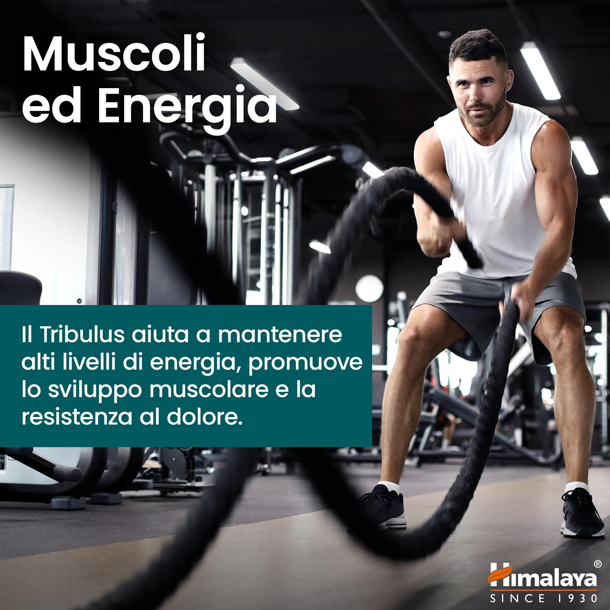 Himalaya Tribulus organico (Gokshura) per la salute maschile, libido, supporto urinario, resistenza, energia, 688 mg, fornitura per 2 mesi, 60 capsule