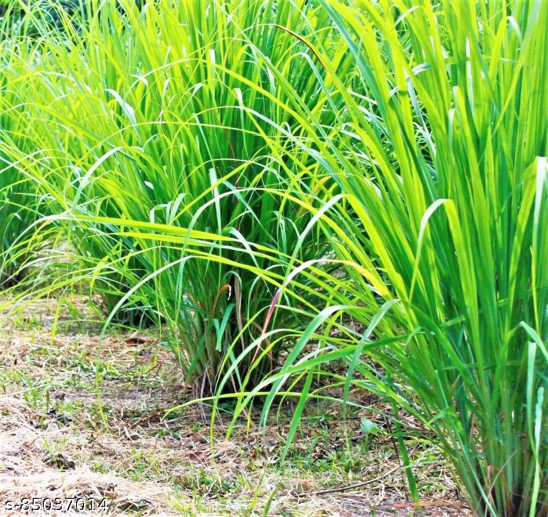 Gromax India Good Germination Lemon Grass Seeds "Hybrid" Herb Plant Seed Best For Home Garden & Terrace Garden (B09STSVMYV) Amazon Price History, Amazon Price Tracker
