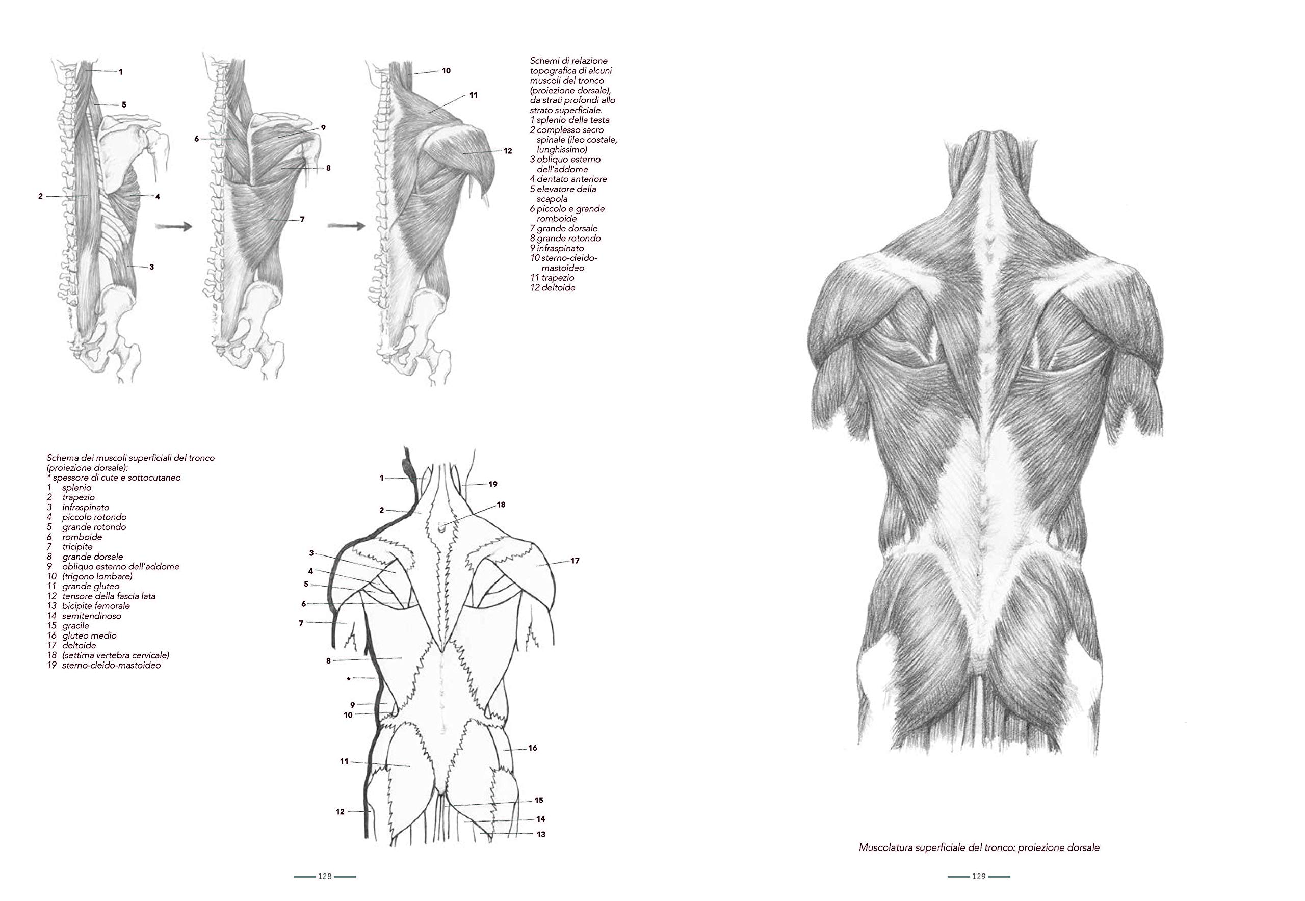 Anatomia per l'artista