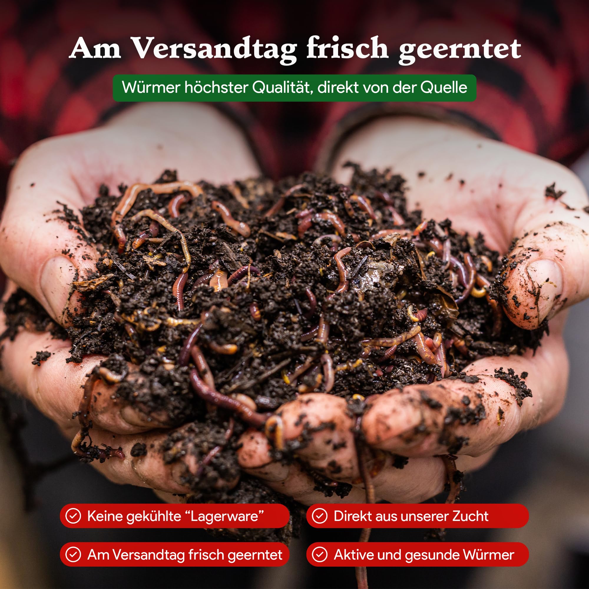 0,5 kg de vers de compost (min. 500 pièces) | Vers de terre, mélange Eisenia vivant pour compost, jardin, vermicomposteur, boîte à vers, plate-bande surélevée