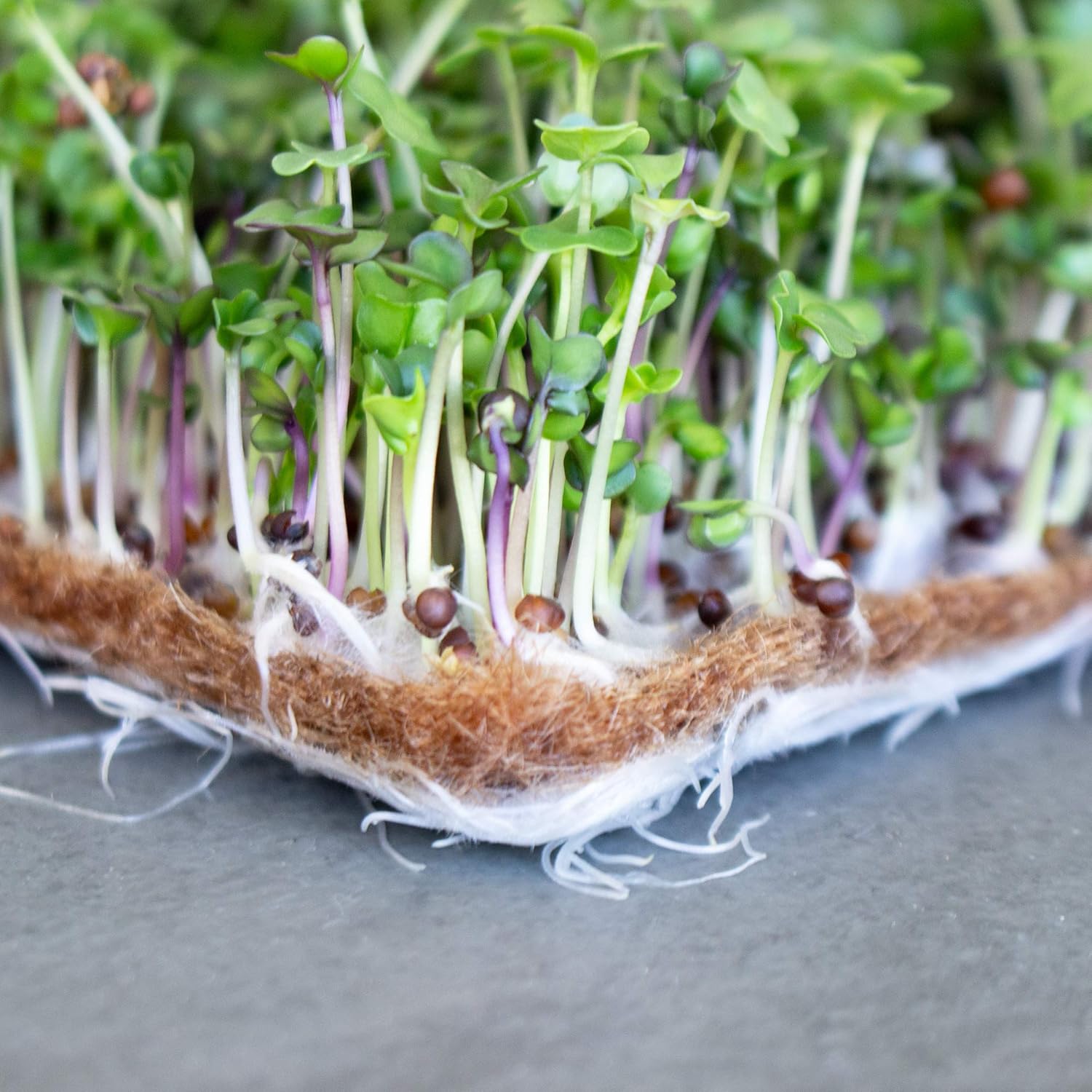 Handy Pantry Pro Micro Jute Microgreens Grow Mat Roll - 10 Inches Wide by 100 Feet Long - 1 Roll - Professional Hydroponic Growing Pad for Trays or Gutter - Micro Greens & Wheatgrass