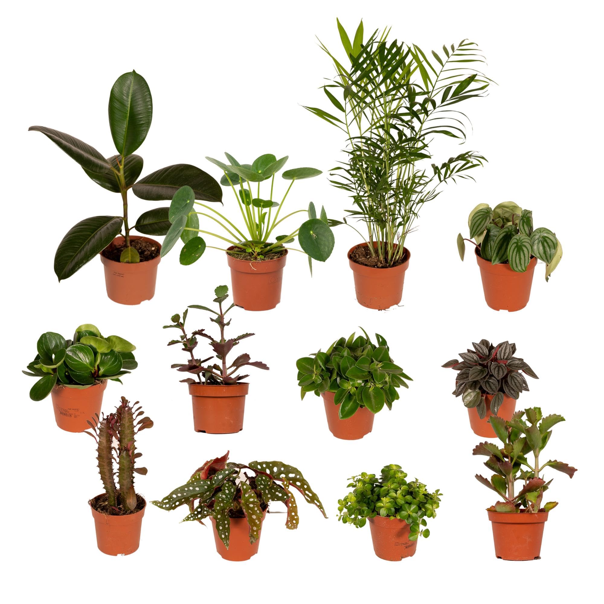 Mix di Piante Vere da Interno ed Esterno, Set da 12 Pezzi, Ø12cm