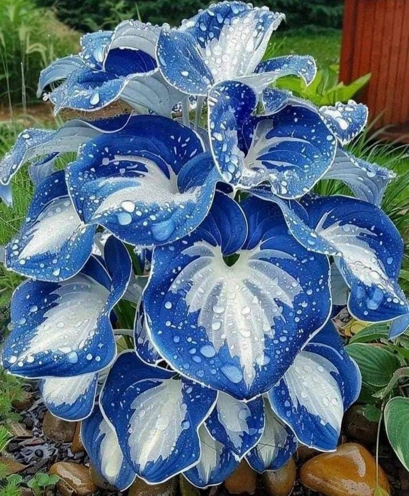 Hosta Bulbs for Planting Now UK,Perennial-Ornamental FlowersRhizome,Hosta Plants for Garden,Excellent Display-8 Bulbs-C