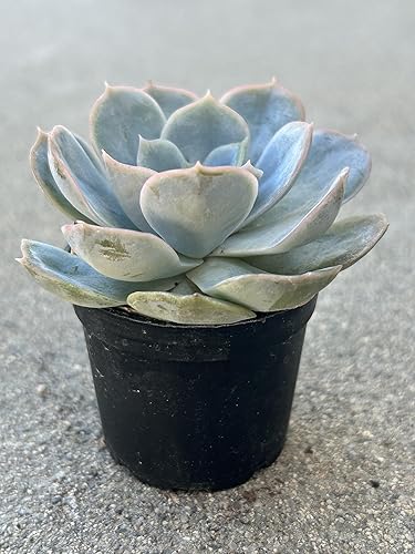 Miniatura 3 de Echeveria Blue Surprise - Planta suculenta viva, maceta de 2 pulgadas con tierra, decoración para el hogar y la oficina
