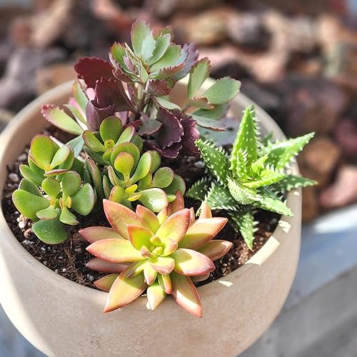 Miniatura 8 de Altman Plants, Plantas suculentas vivas (4 unidades), regalos para amantes de las plantas suculentas, plantas de interior vivas en tierra para