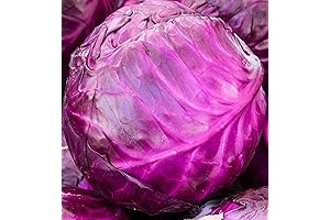 Red Acre Cabbage Seeds for Planting: Grow Cabbage in Home Gardens