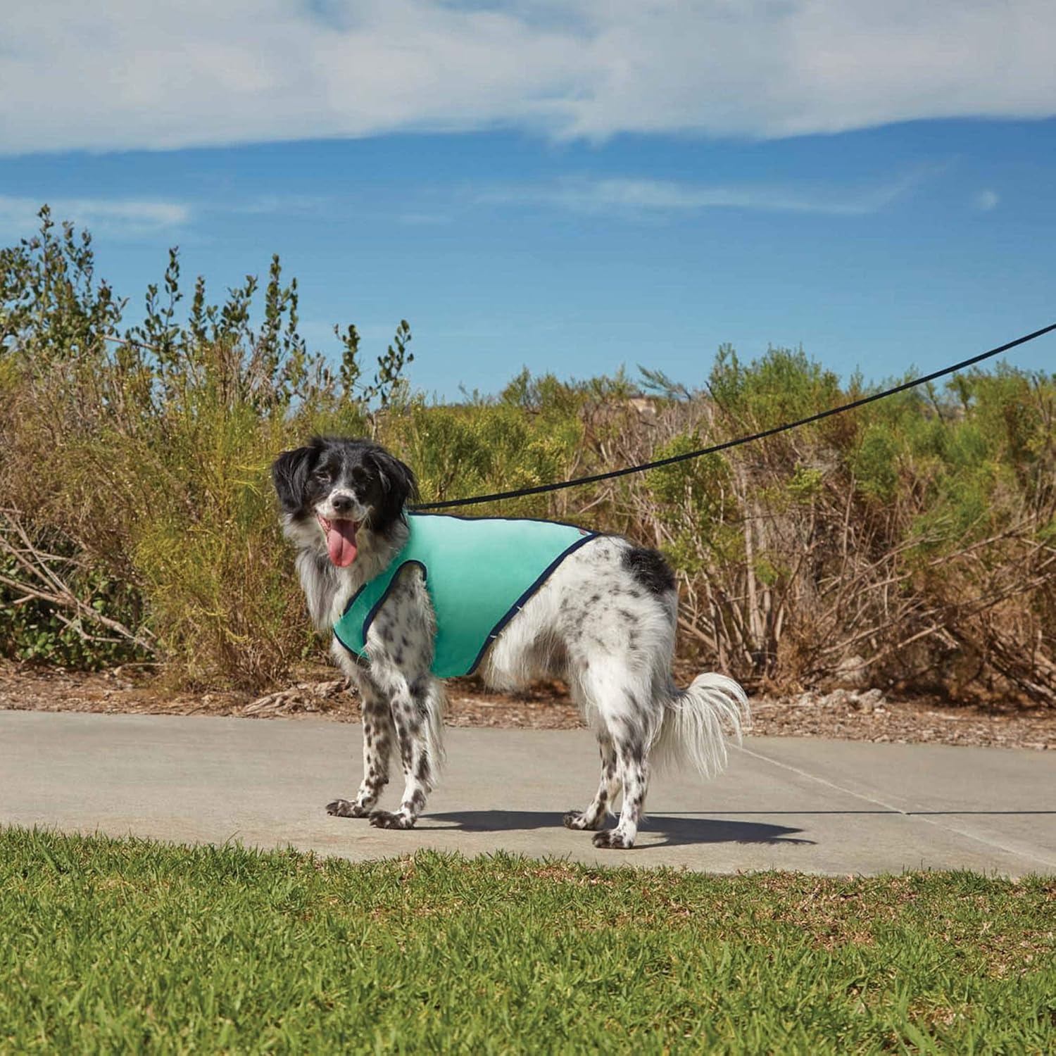 petco cooling vest